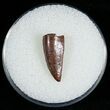 Worn Raptor Tooth From Morocco - #6905-1
